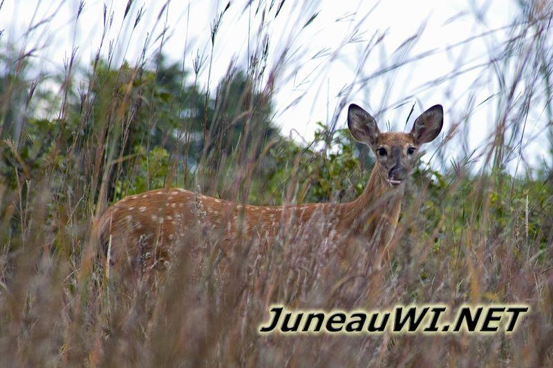 Juneau County WI Wildlife - Whitetail Deer Juneau County WI Wildlife - Whitetail Deer