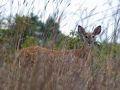 Juneau County WI Wildlife - Whitetail Deer
